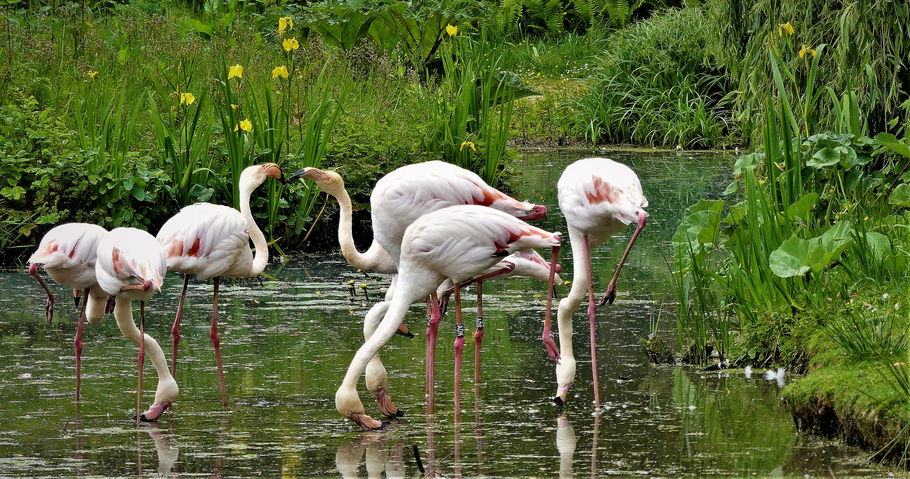 Водная идиллия Путешествия природа фламинго