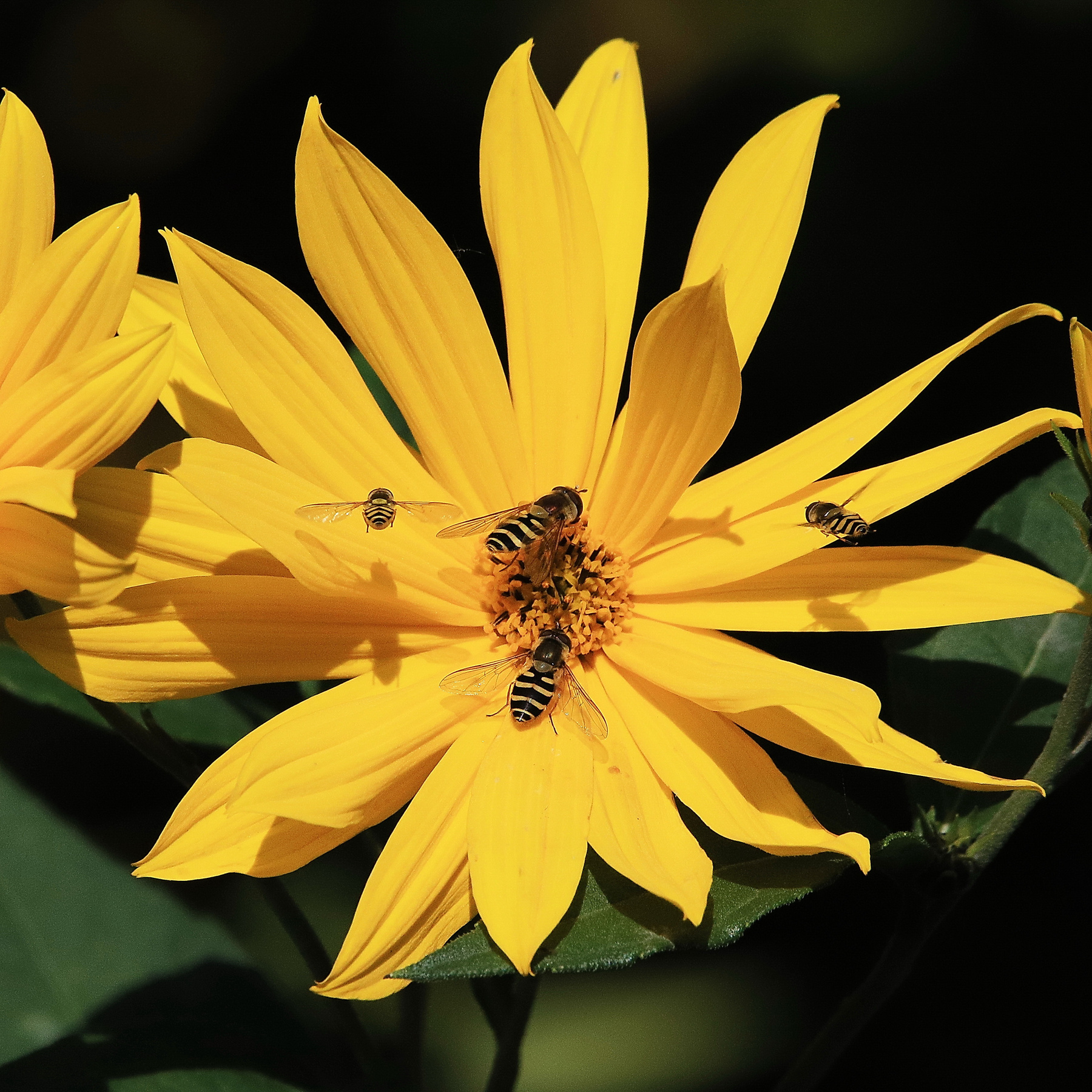 в желтых тонах цветы нектар лето насекомые журчалки