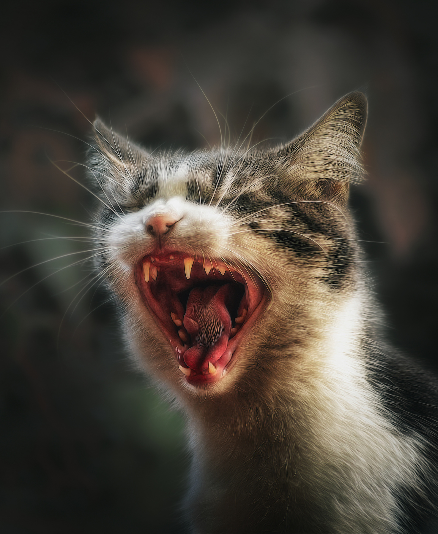 Пора на приём к стоматологу )) кошка осень портрет день животные фон боке