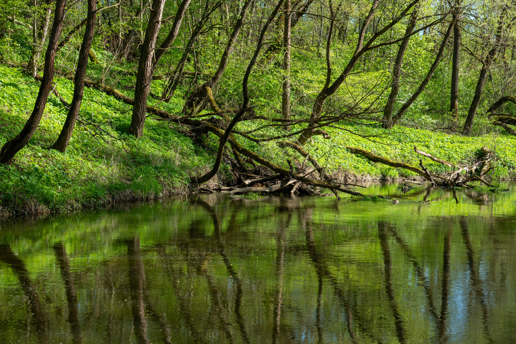 Деревья и отражения антонмазаев antonmazaev russia river lama река лама ярополец природа пейзаж отражения