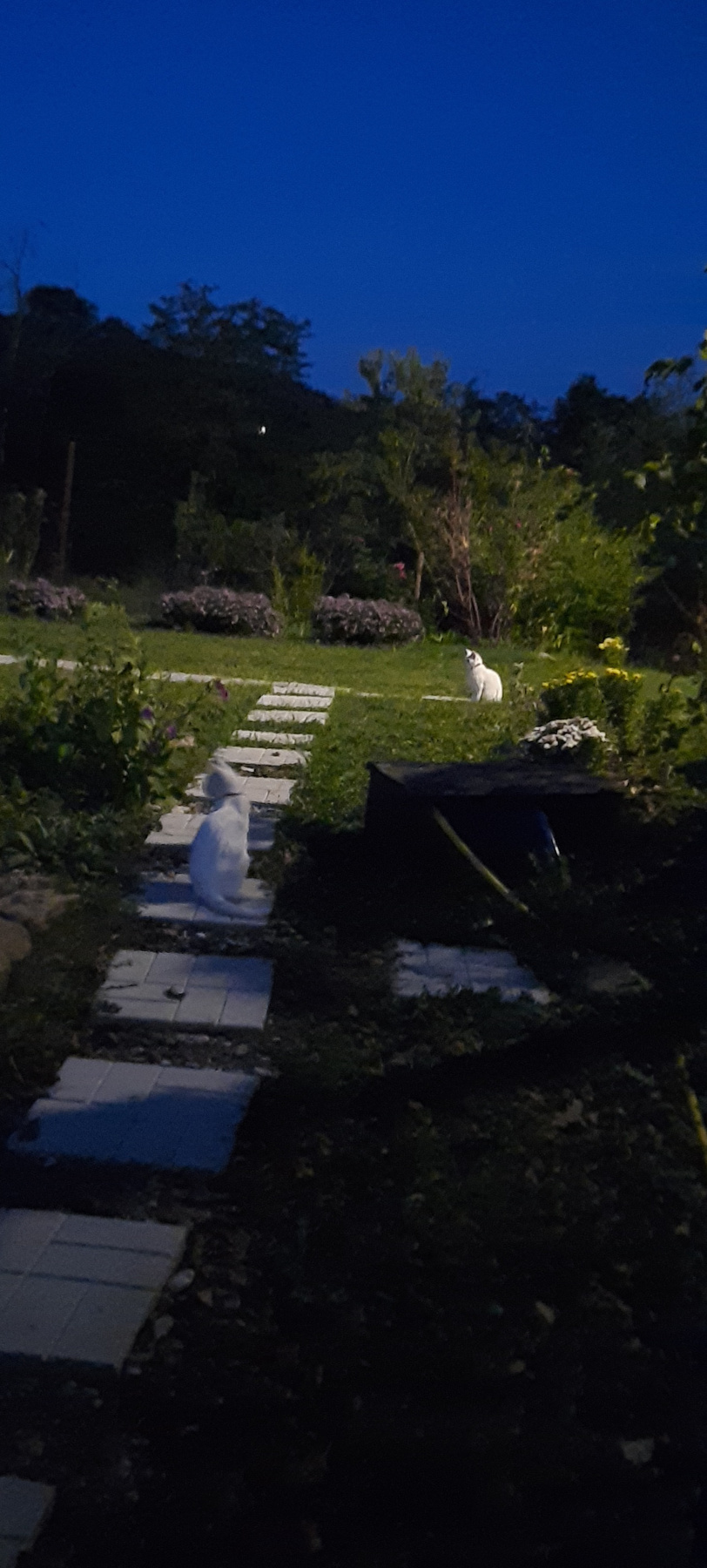 Кошки в лунную ночь Кошки трава