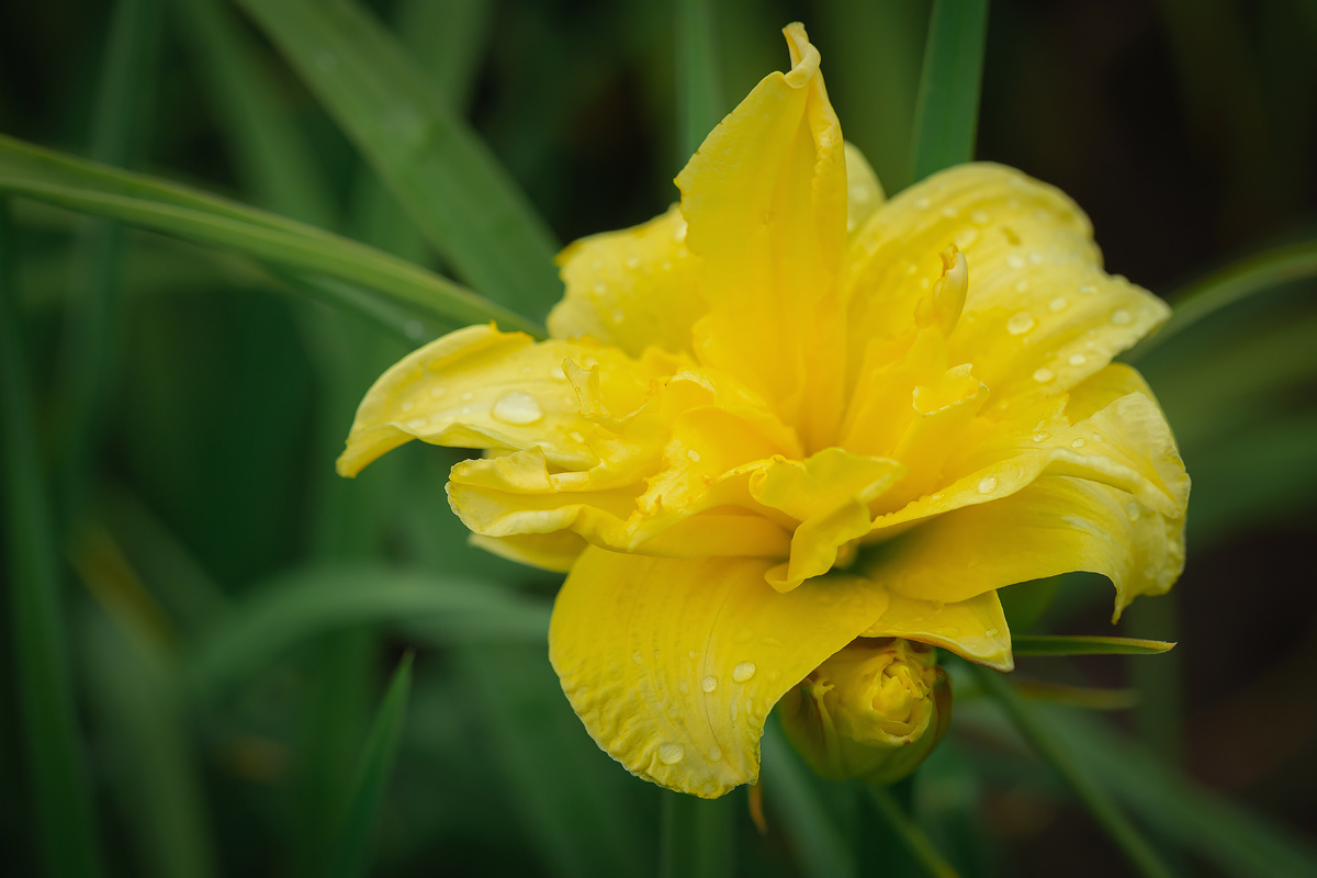 *** цветок растение желтый цветение красота природа крупным планом макро капли дождь