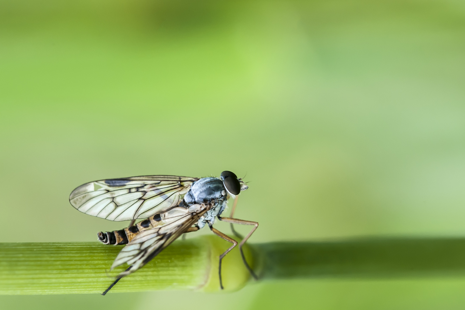 На взлетной полосе Макро муха фото насекомых