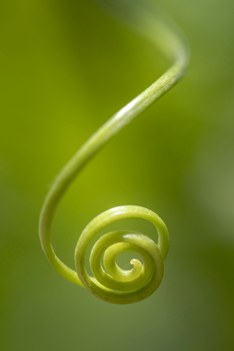 green spiral 2 macro green plants nature forms closeup