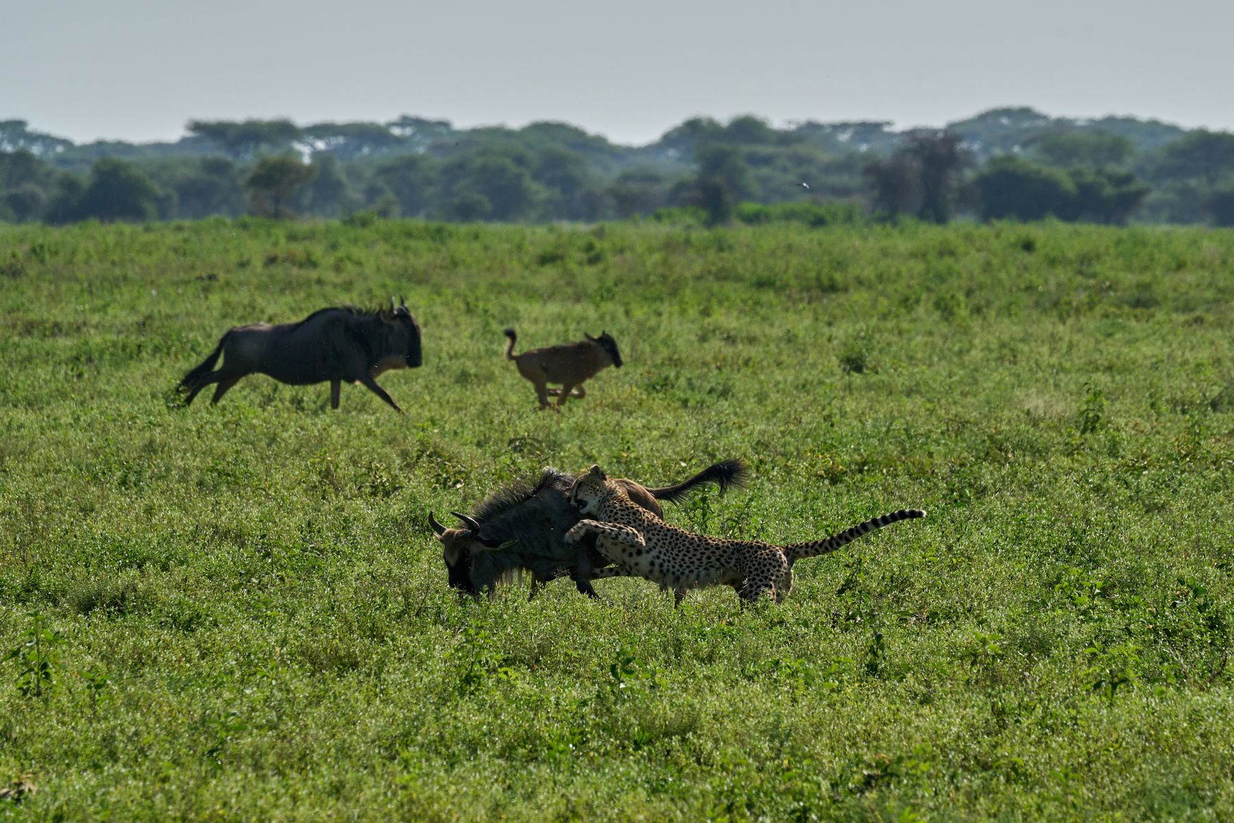 Гепард охотится Танзания Нгоронгоро Африка природа животные кошки гепарды охота гну антилопа