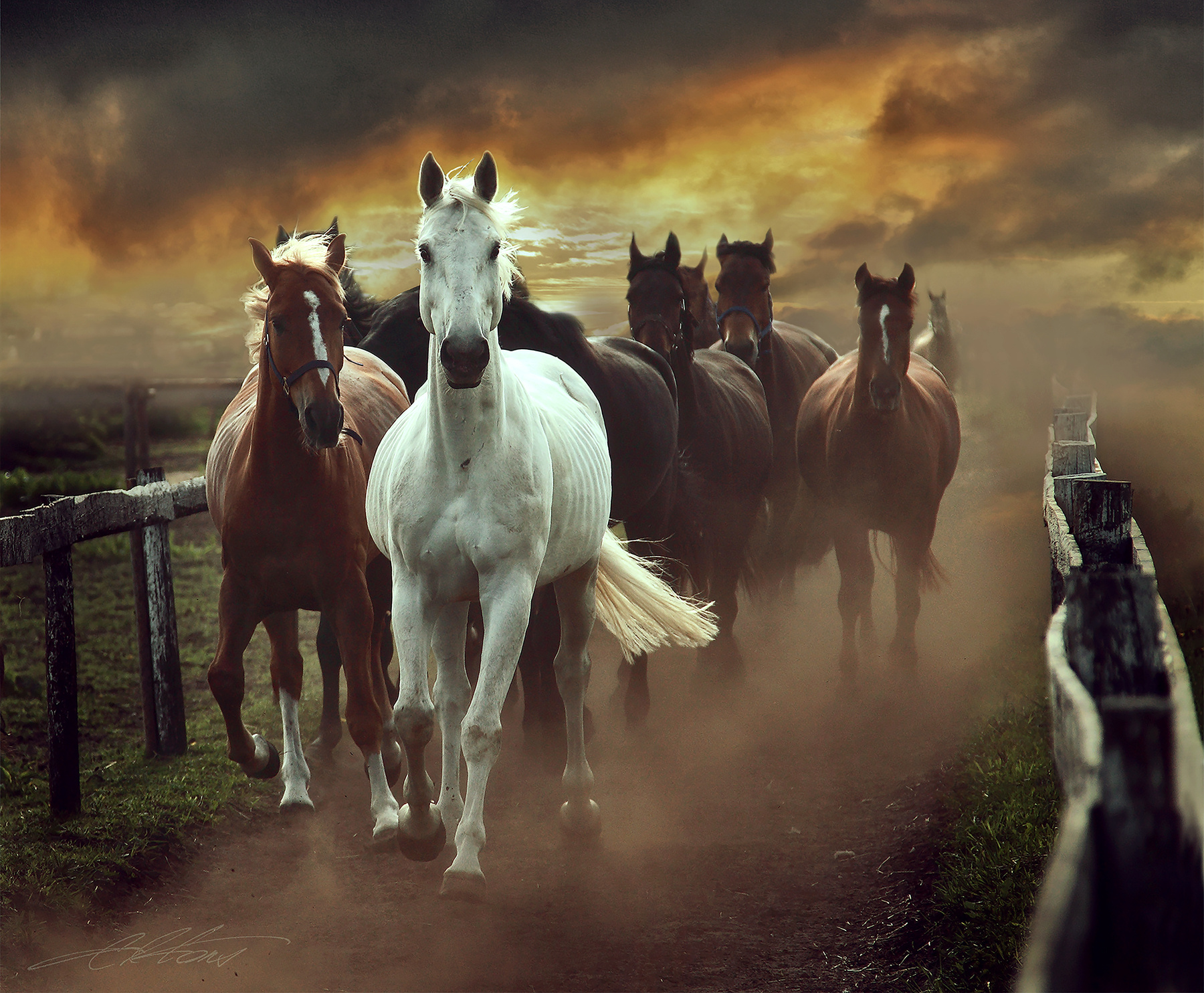 Leader II Digital Photo Art Horses Eltons Fantasies
