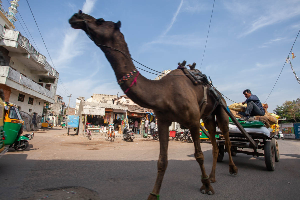 Индия Индия верблюд животное город патан улица телега путешествия