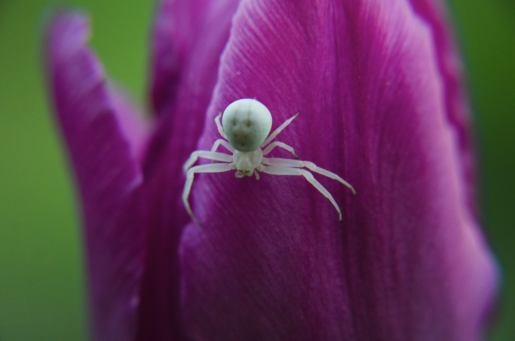 Мизумена косолапая (цветочный паук) мизумена белый паук макро цветочный