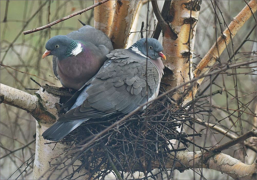 голуби весна парк Бытом Польша дерево гнездо голуби пара