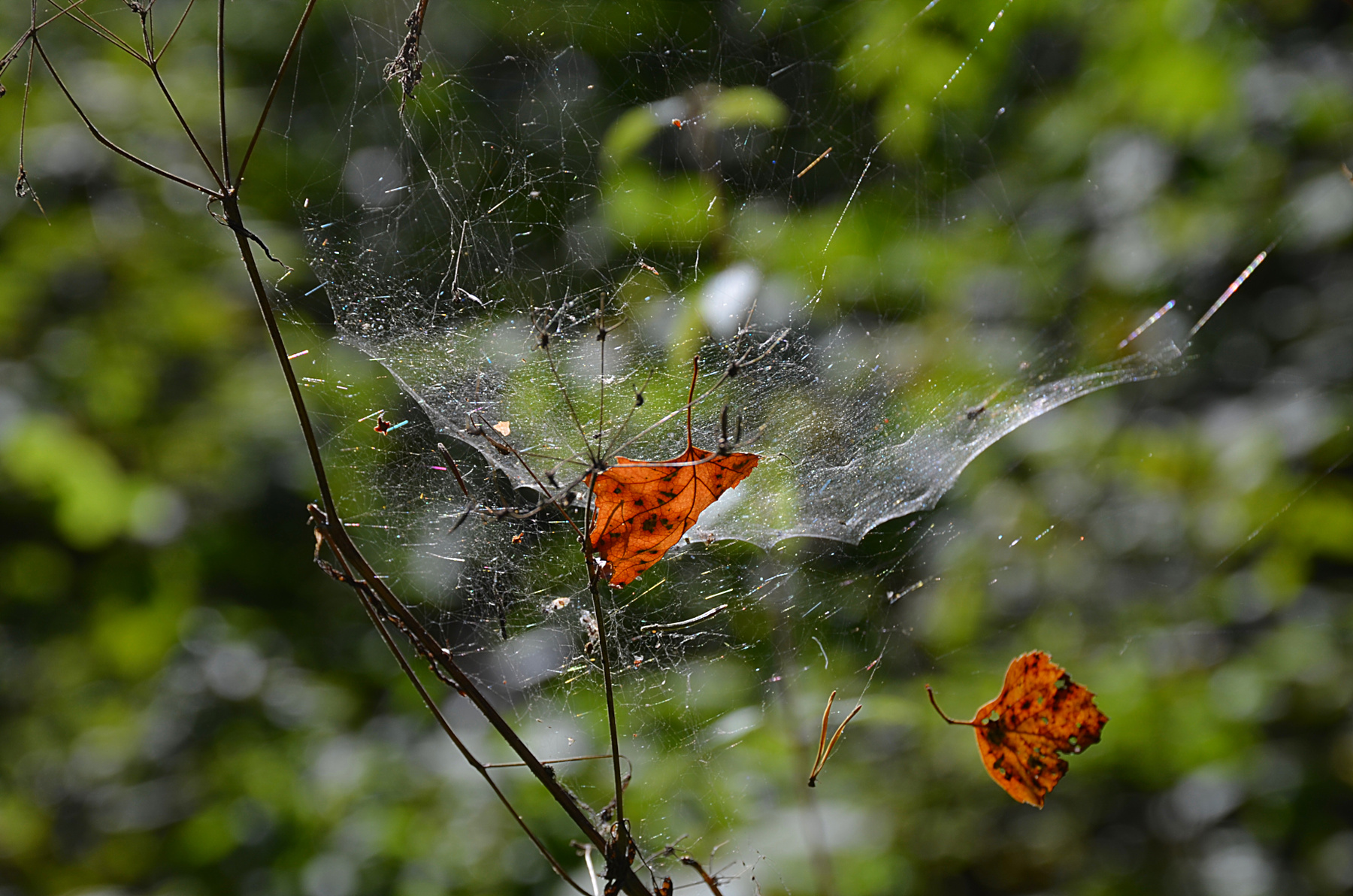 *** Москва Новофёдоровское лес прогулка листва паутинка сентябрь