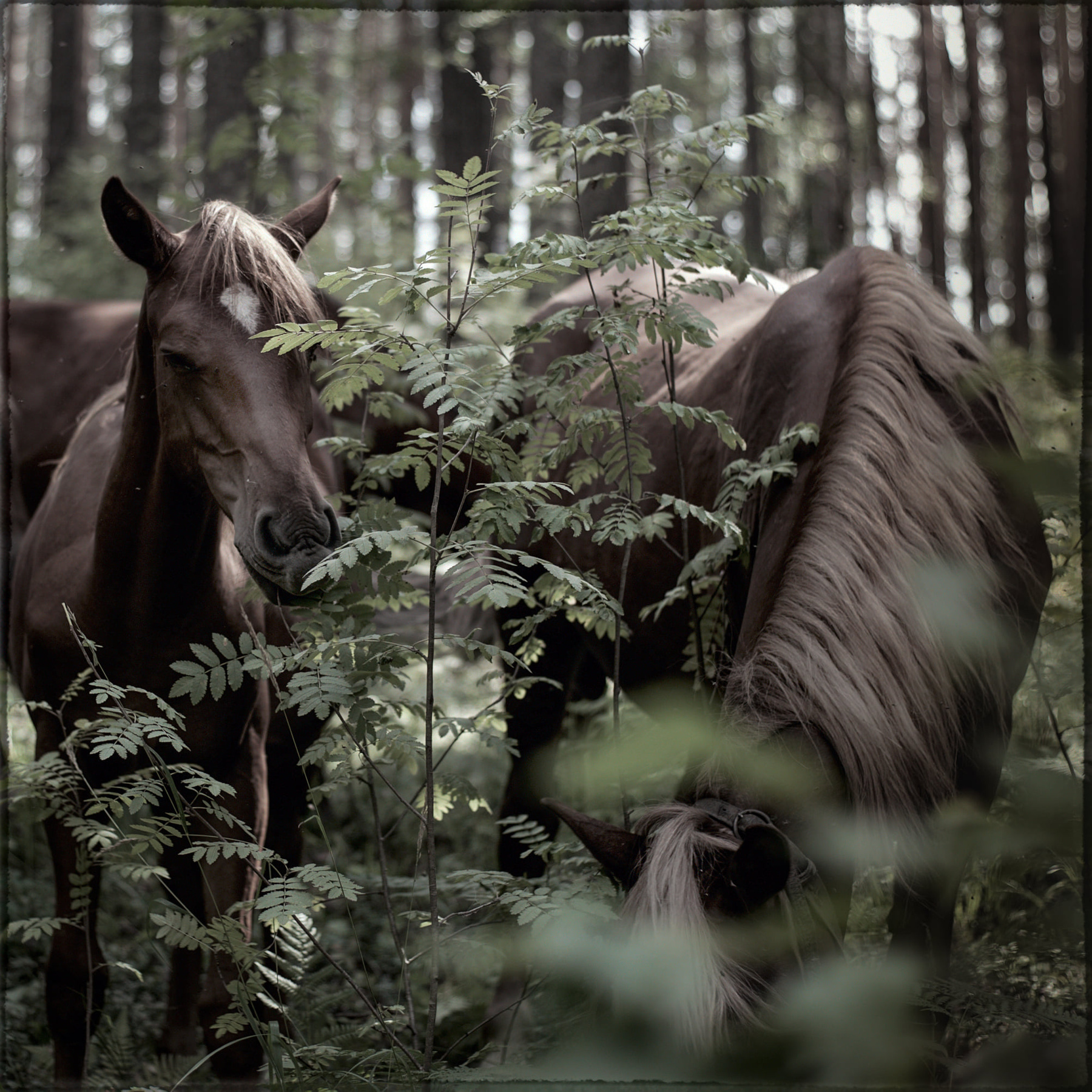 Кони в лесу 