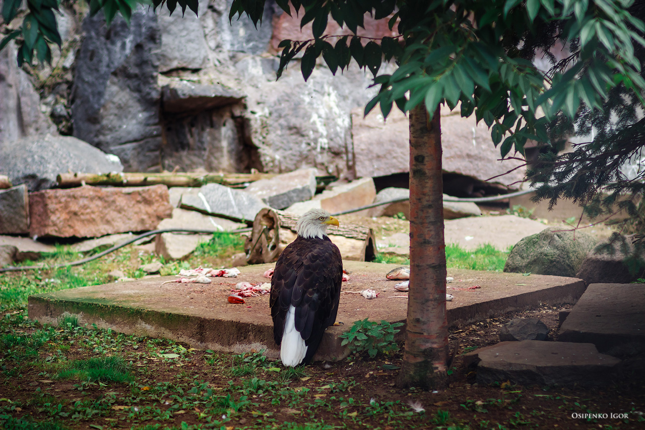 Белоголовый орлан Белоголовый орлан