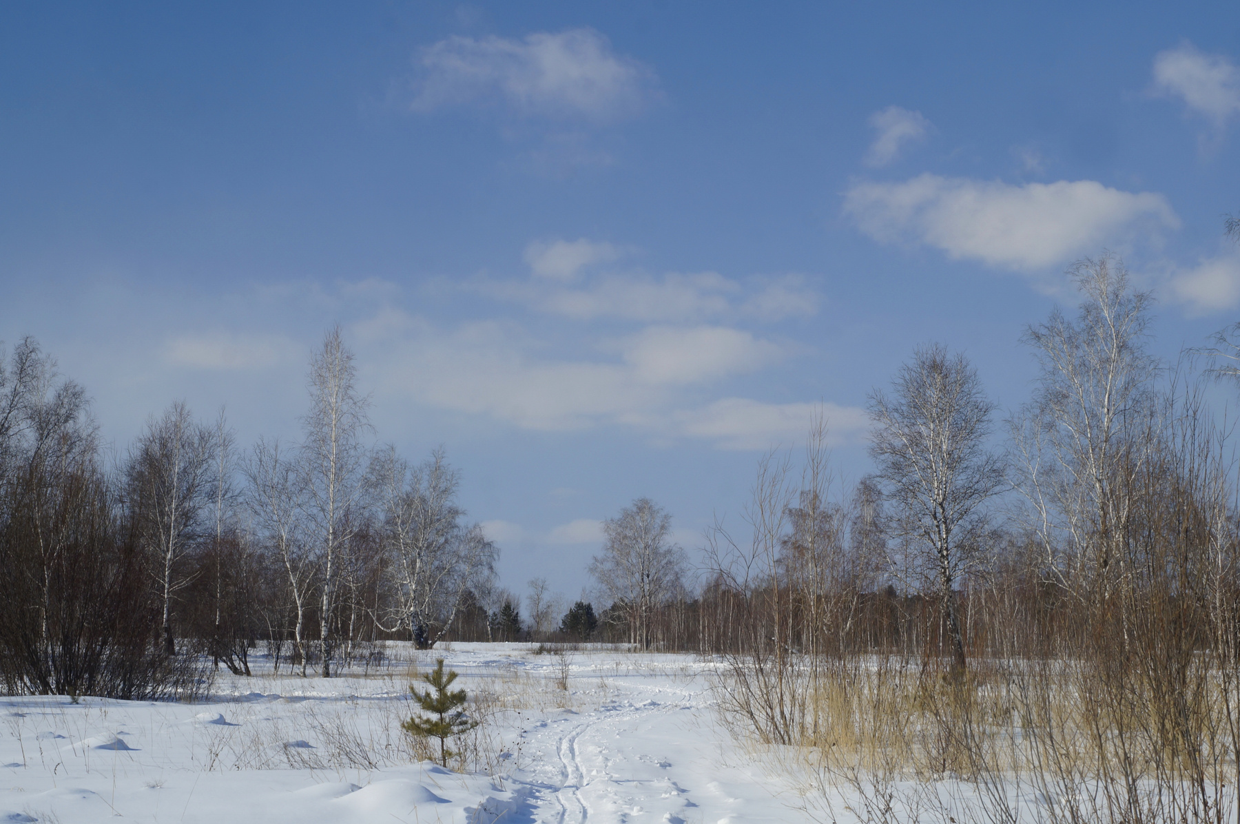 Зимние картинки зима снег деревья березы лес небо облака