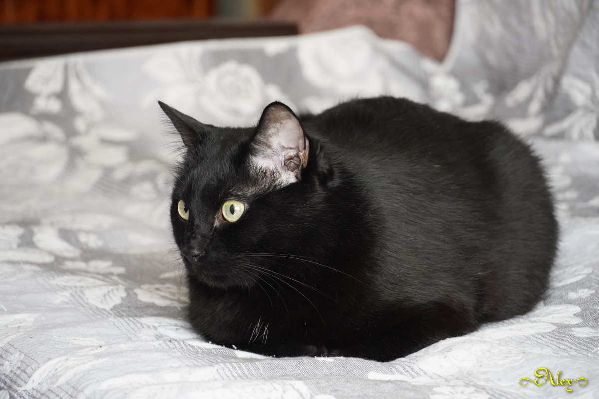Кот Яша кот животное чёрный