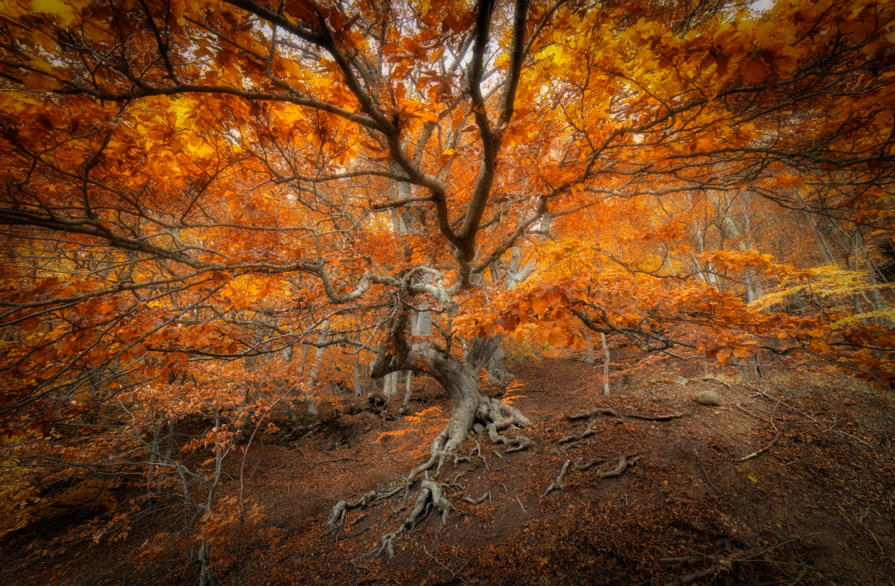 Осенний пожар Осень Крым дерево бук оранжевый цвет корни