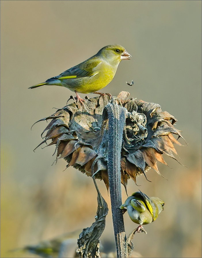 зеленушка самец птицa Польша поле подсолнухи подсолнечник осень зеленушка Бытом