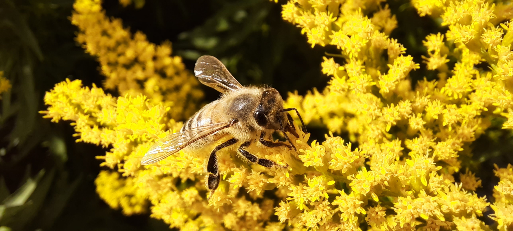пчела пчела насекомые