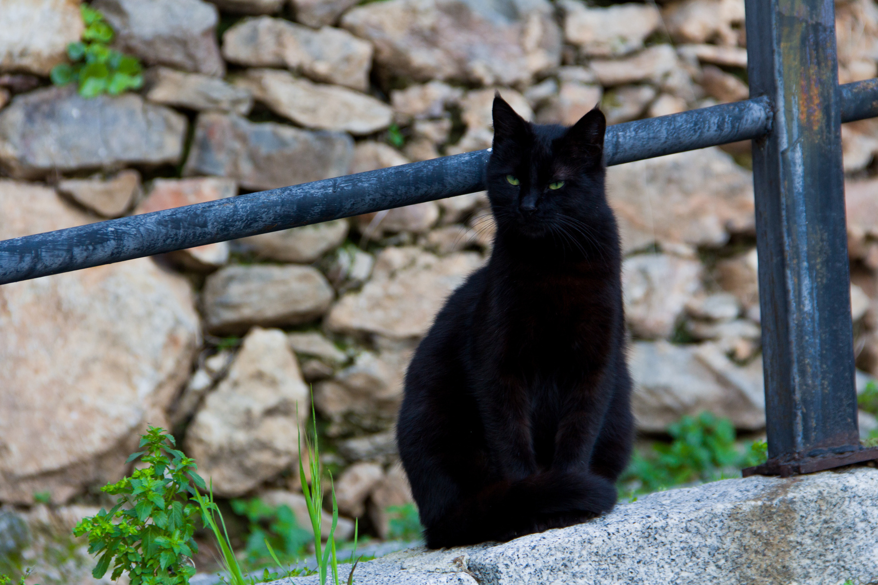 Зеленоглазый кот Кот зелёные глаза чёрный кот животное домашнее