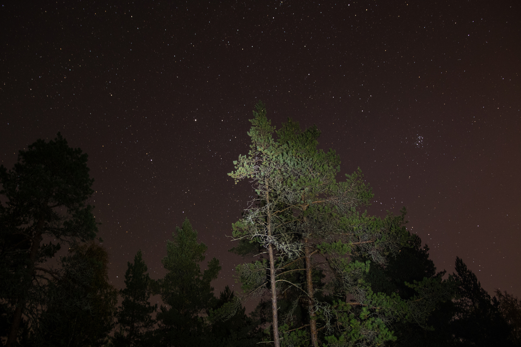 звезды стоят Ночь звезды природа лес
