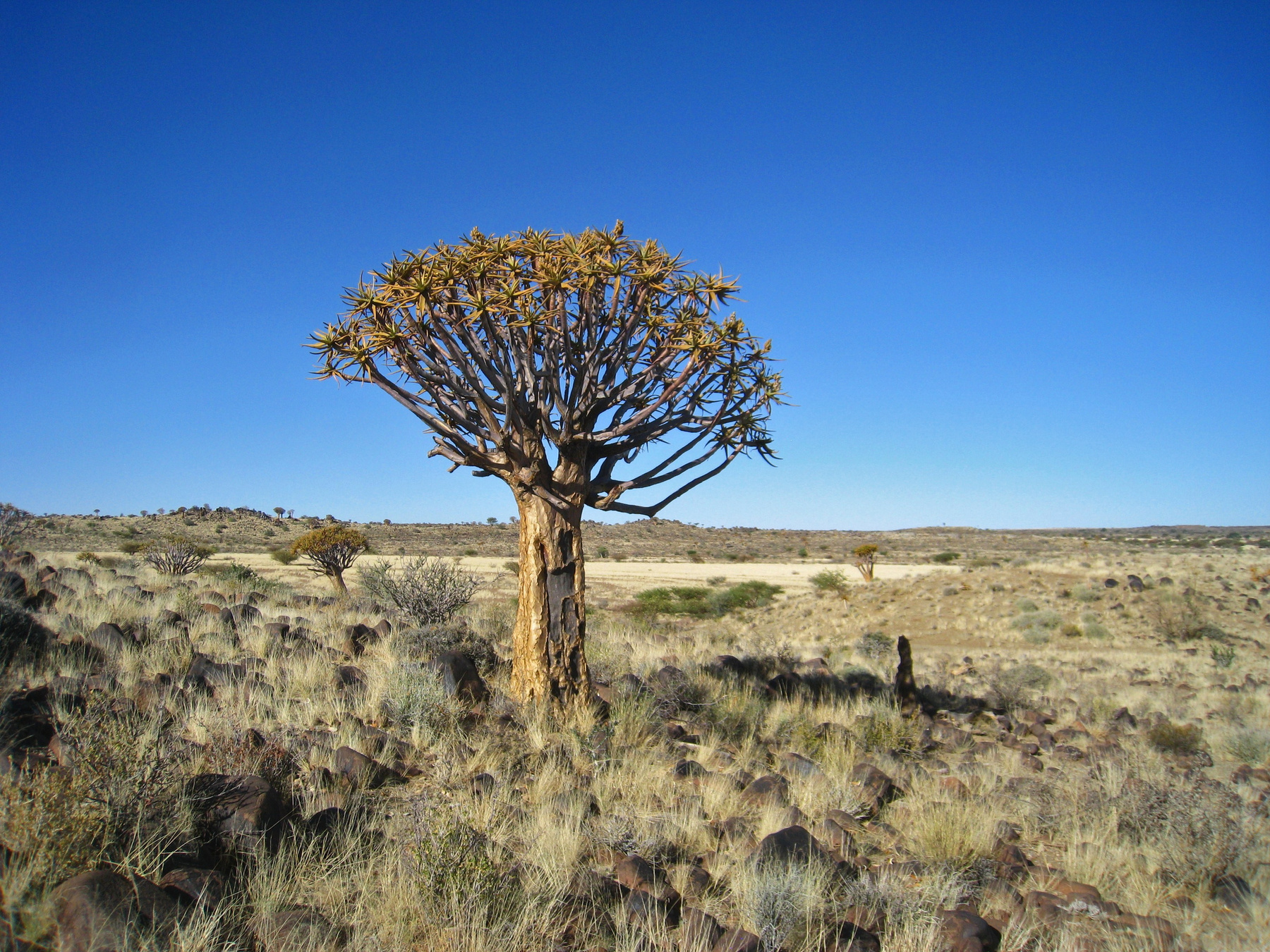 Колчанное дерево (Quiver Tree), одно из главных достопримечательностей Намибии. Намибия дерево пейзаж озеро природа скалы