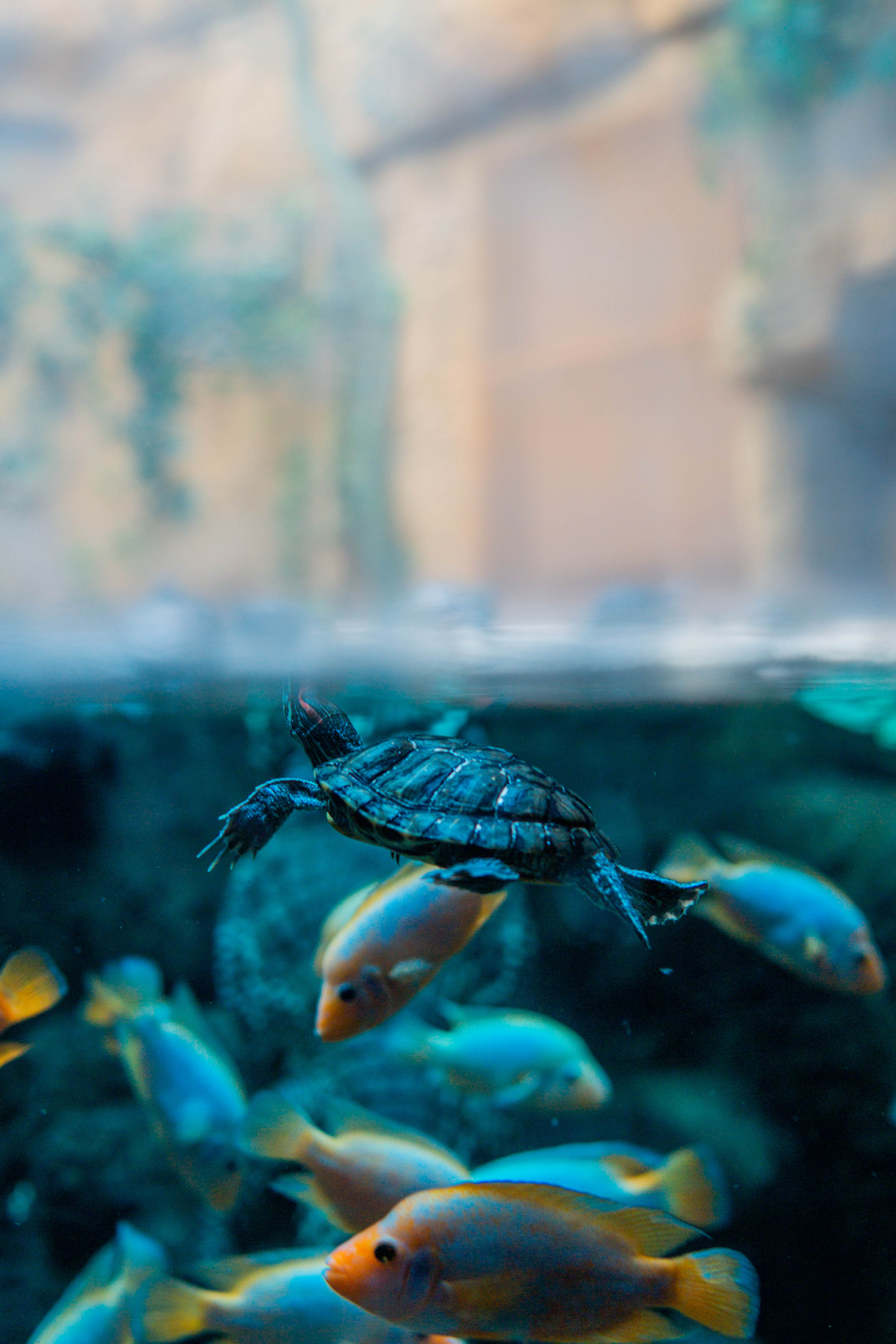 Another World Животные аквариум рыбы черепаха вода море океан