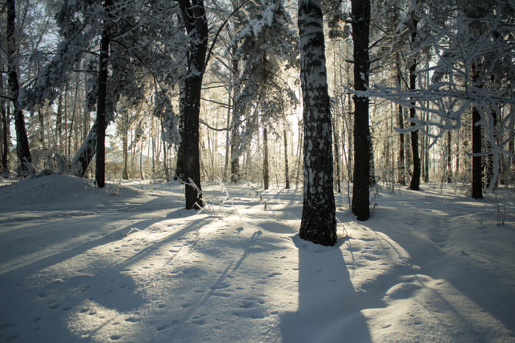 на исходе дня) зима декабрь мороз иней солнце тени сибирь лес