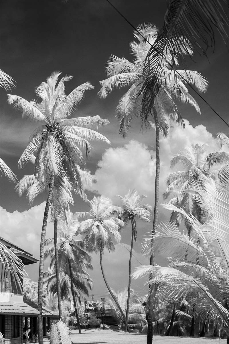 Индия IR Индия IR чернобелое инфракрасная фотография пальмы небо путешествия
