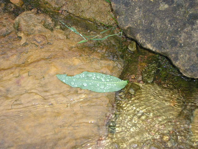 leaf leaf, water
