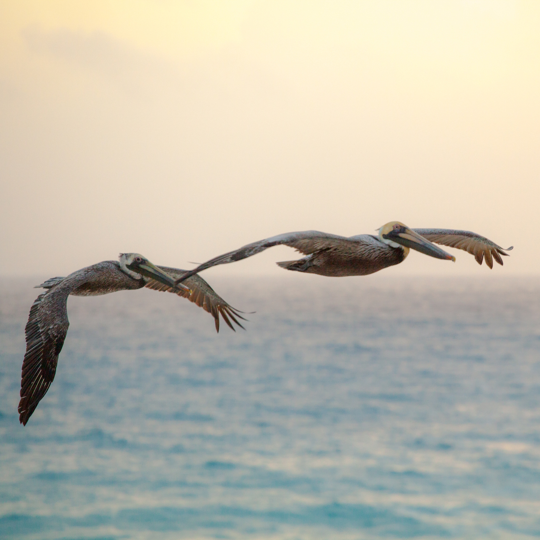 I'm on target, cover me! пеликаны птицы полет Канкун Мексика Карибы