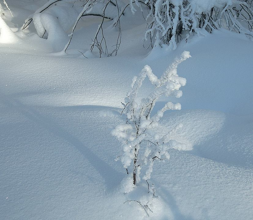 Иней-9 снег мороз иней деревце