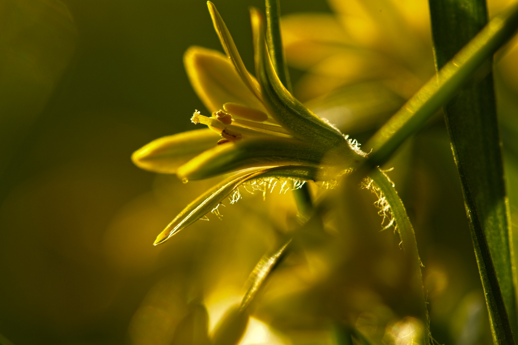 первоцветы - гусиный лук весна вечер солнце первоцветы гусиный лук макро природа