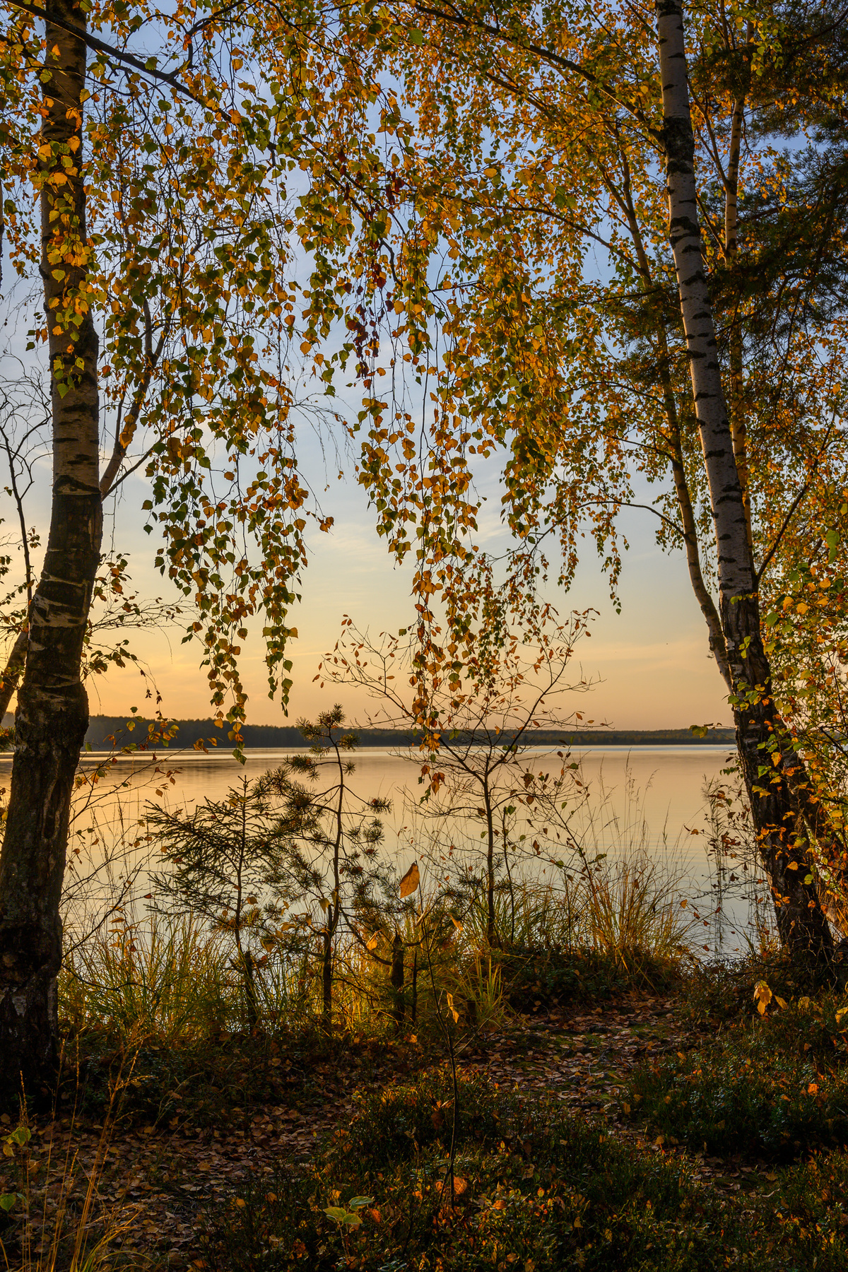 Занавески осени озеро березы закат