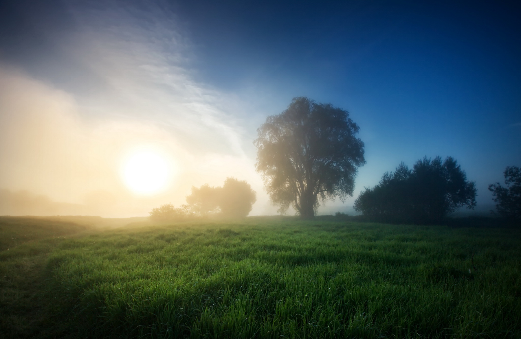 Просыпайтесь господа... утро рассвет солнце дерево растения трава природа Кольцов Юрий Юрьевич juriy68 туман небо поле луг поляна