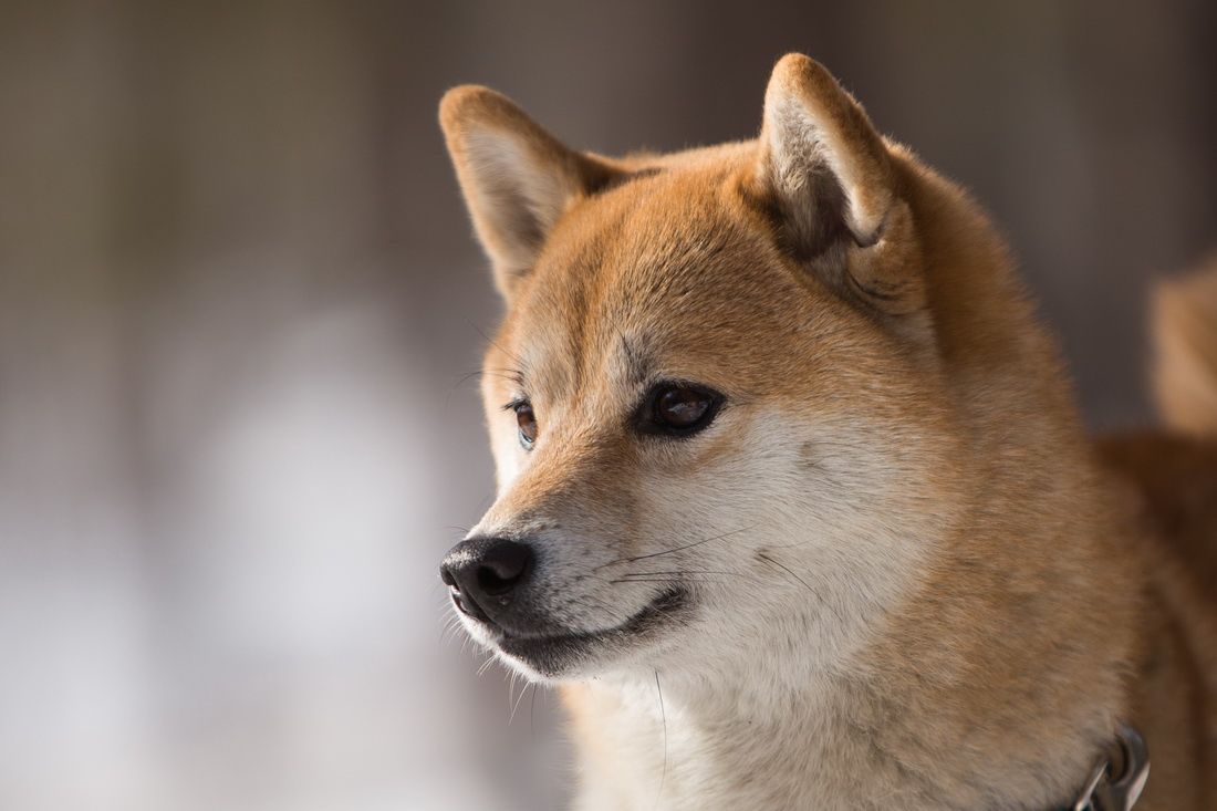 柴犬 собаки сиба-ину отдых шиба сиба Япония