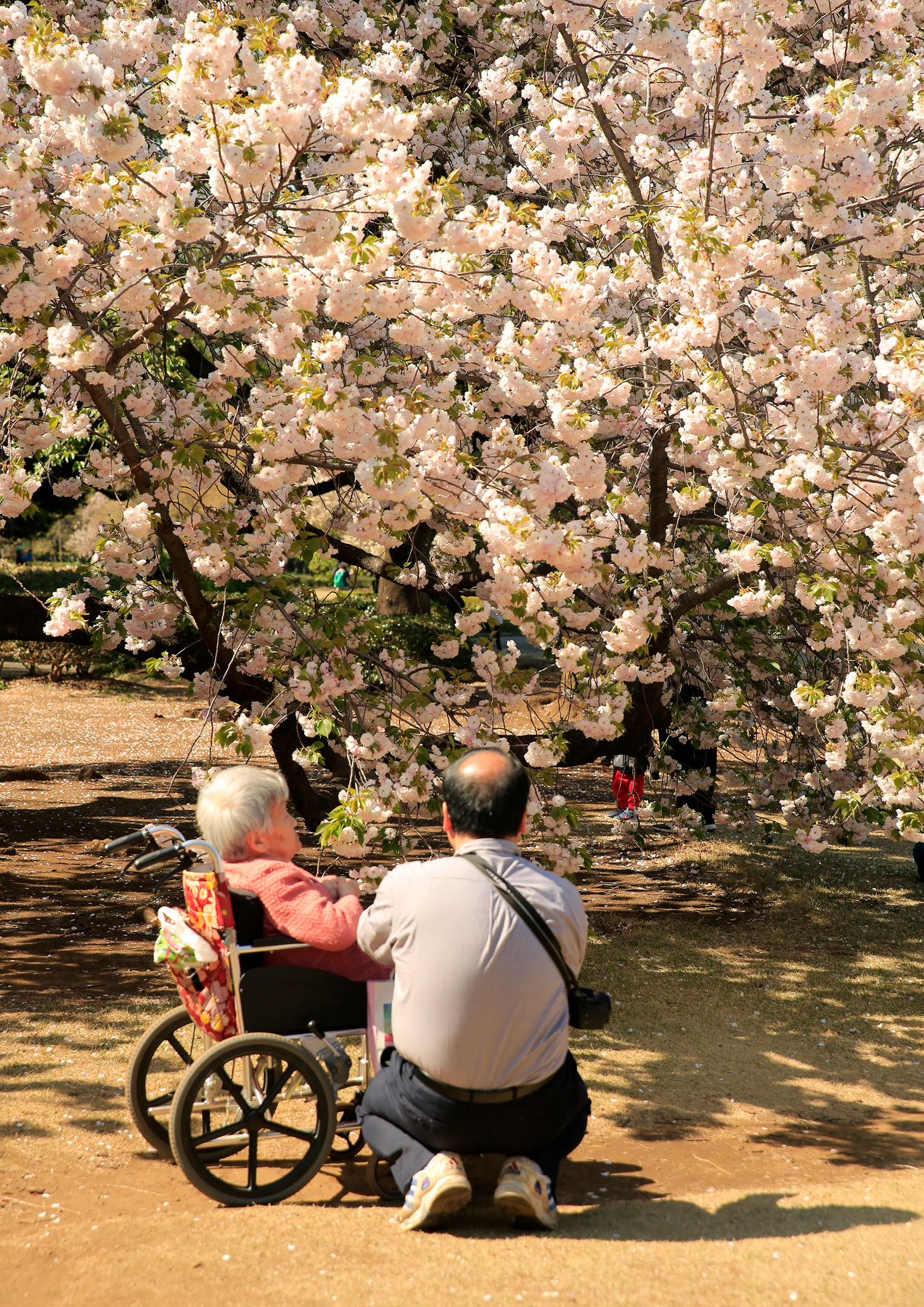 Весна как время надежды... Токио парк цветет сакура