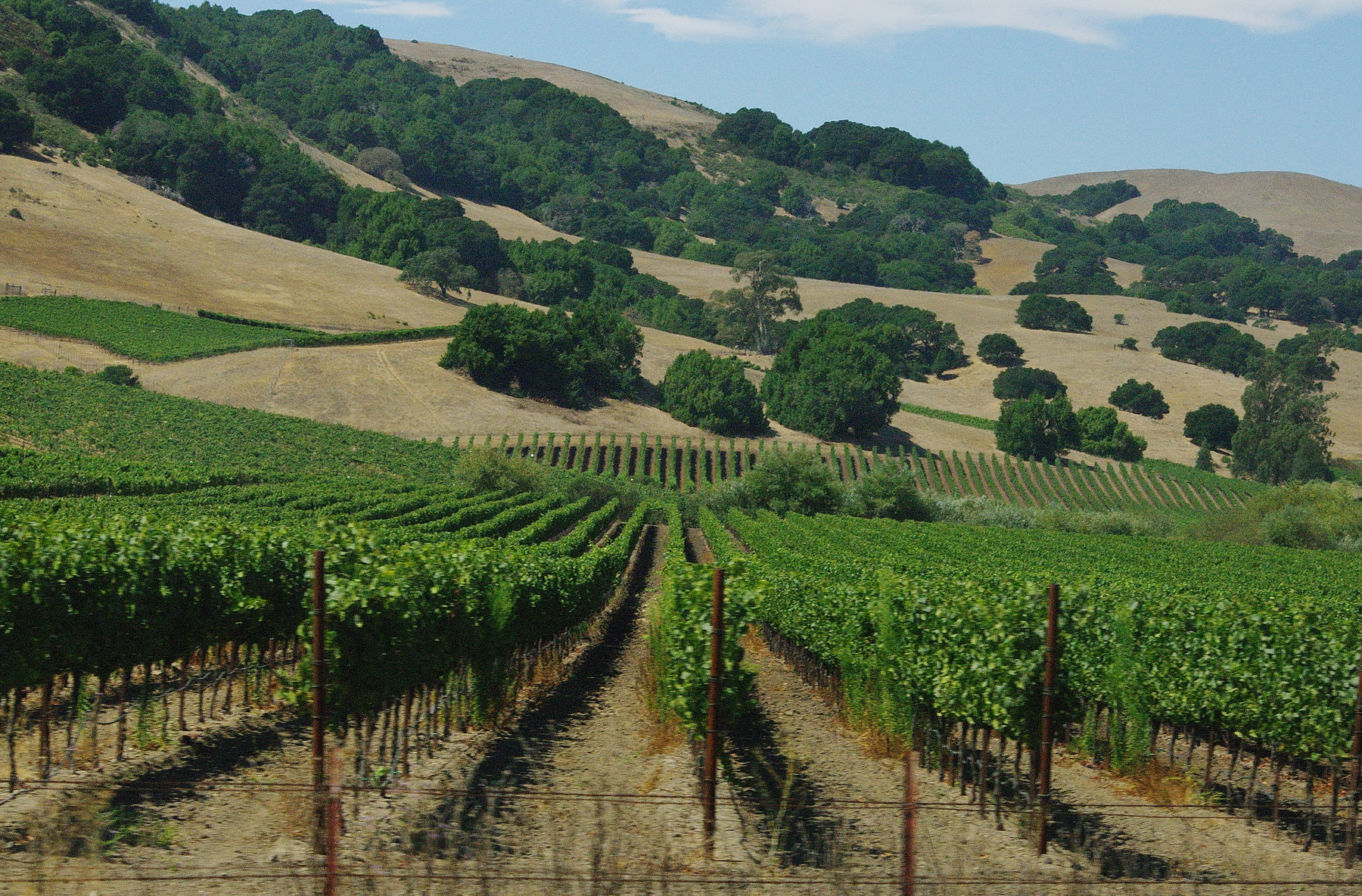 Виноградный пейзаж Калифорния.Виноград.Геометрия