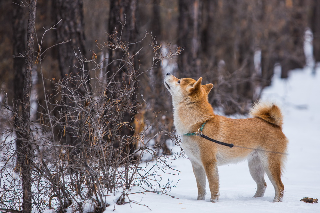 Тяга к прекрасному собаки сиба-ну шиба отдых зима природа