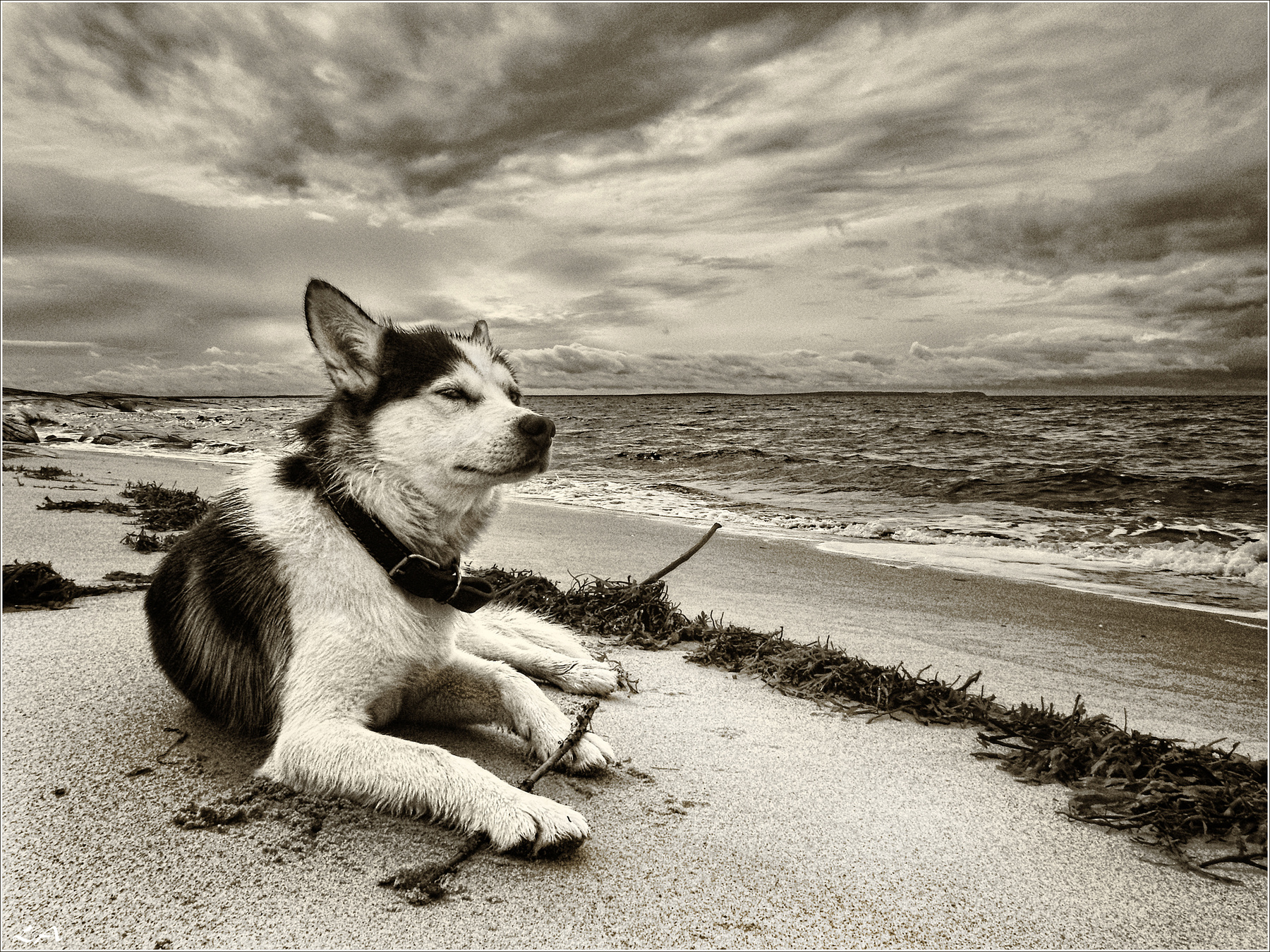 *Что такое воля?* фотография путешествие Белое море берег пёс животные лето Север Фото.Сайт Светлана Мамакина Lihgra Adventure