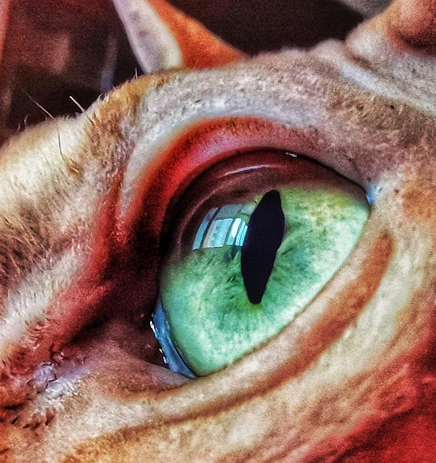 dragon eye 