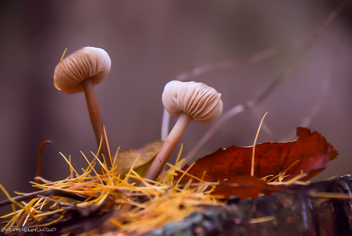 Осень... природа осень растения грибы