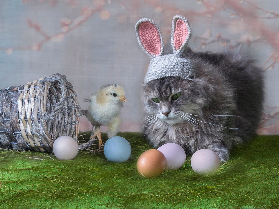 ***Скоро Пасха, яйца красить......или не красить.... животные домашние питомцы кошка Масяня цыпленок яйца породистых кур весна