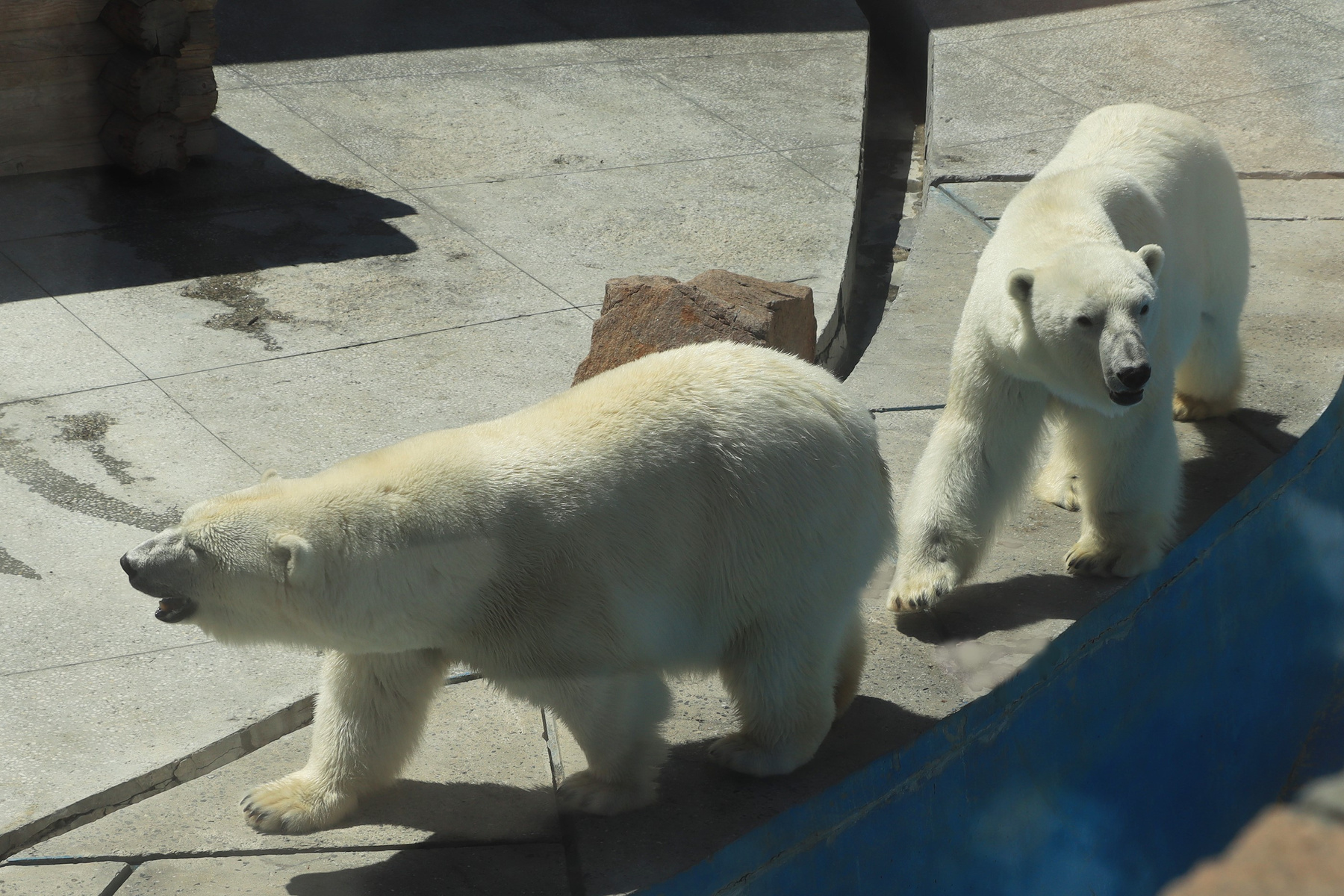 В Челябинском зоопарке.. белые медведи