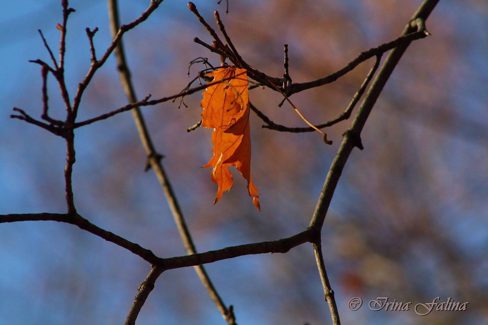 Прощай, осень! природа осень засохший лист одиночество небо фон оранжевый в лучах солнца