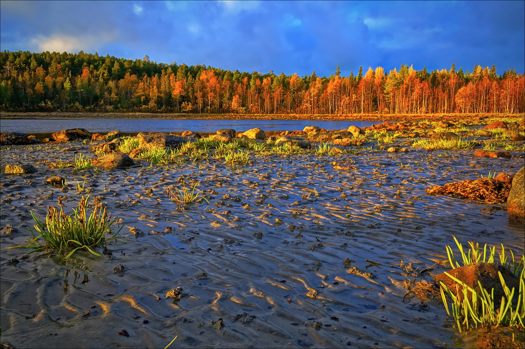 Морской отлив Белое море Карелия берег залив утро осень лес