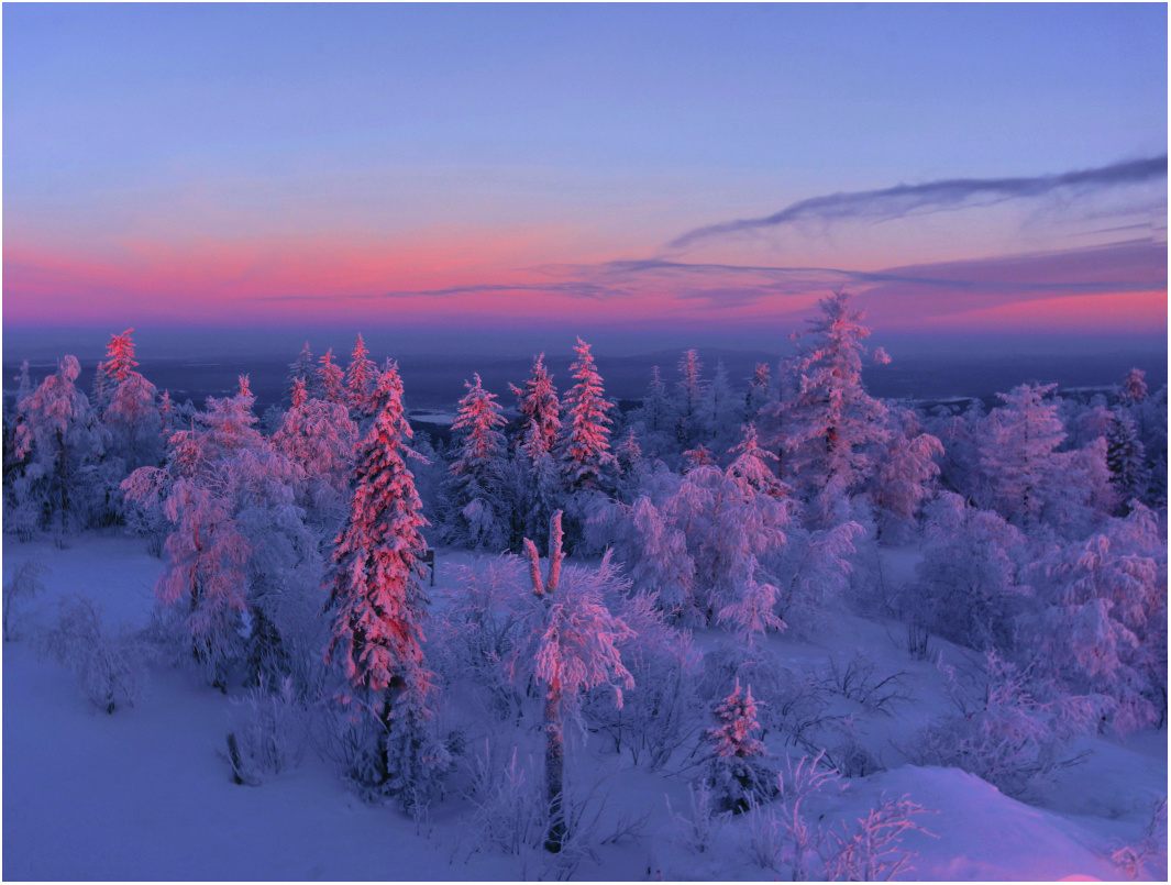 Тайга Красноярск зимой