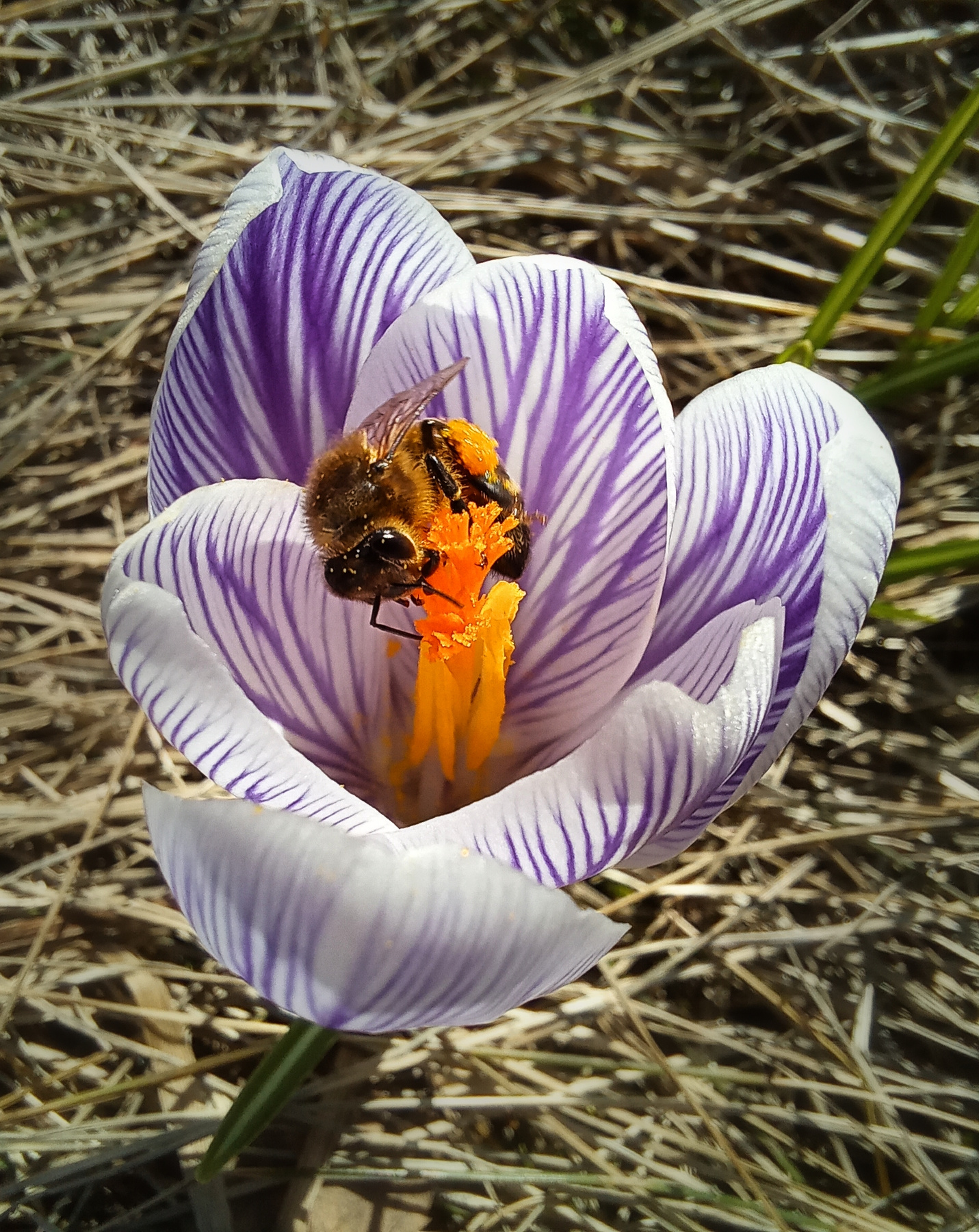 Пришла весна. . . пчела крокус весна