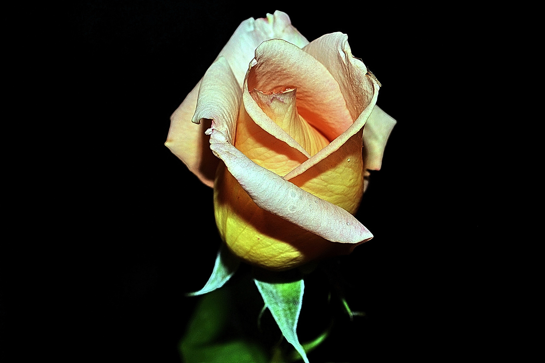*** роза розы бутон цветок цветы макро