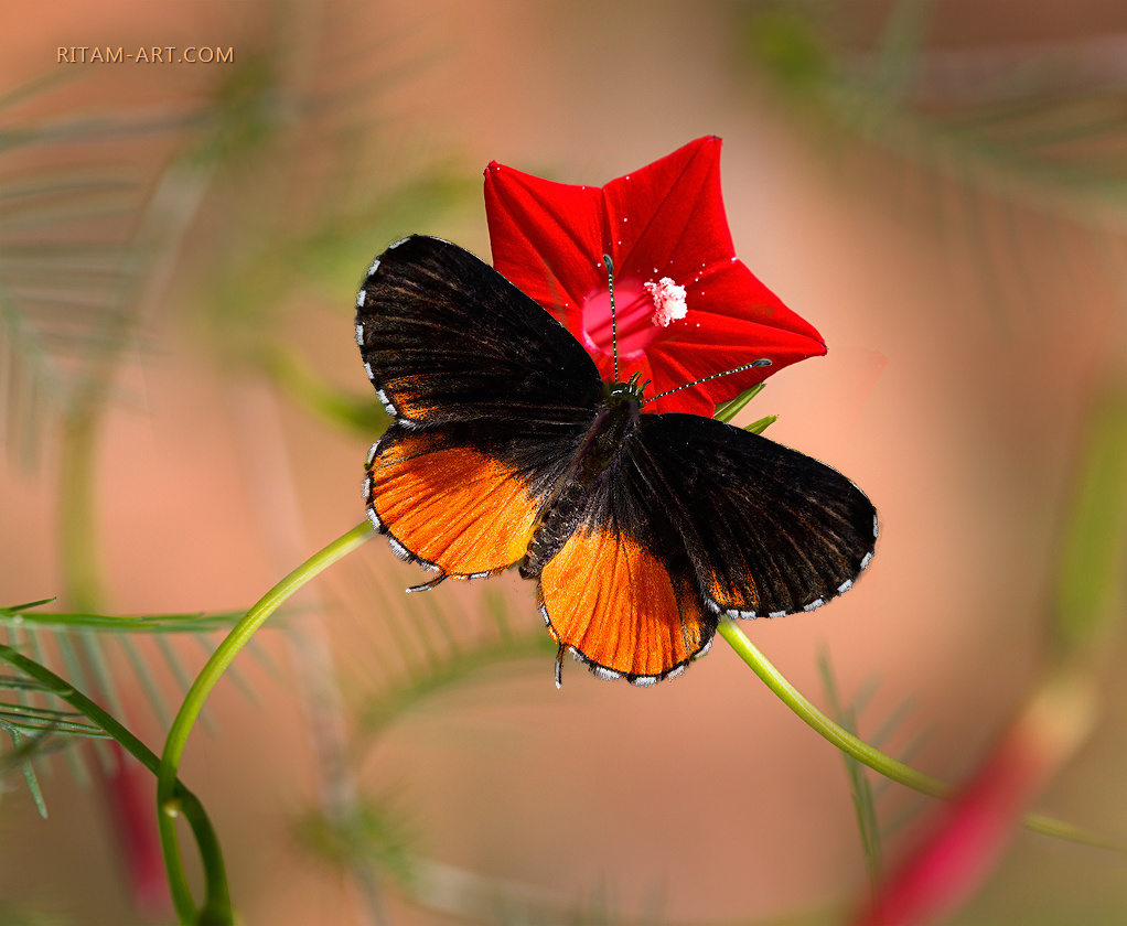 Рыжий Пьеро / Red Pierrot butterfly бабочка бабочки Talicada nyseus Pierrot Пьеро мотылек мотыльки цветок цветы красный зеленый Индия Харидвар Ришикеш насекомые поэзия