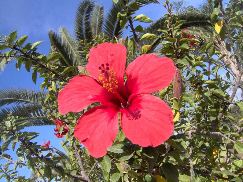 tropic spring 