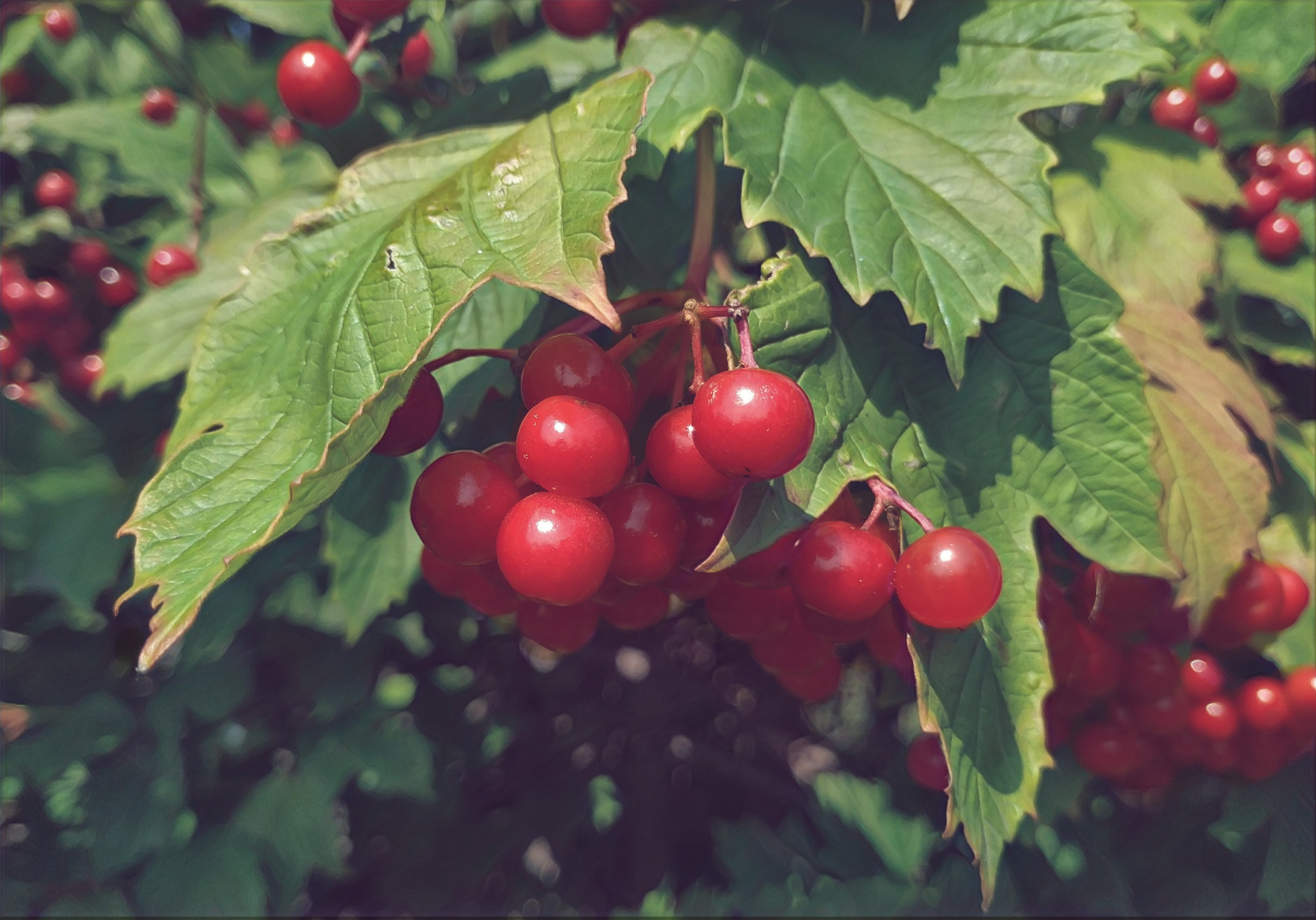 "Temptation" август вдохновение творчество гроздья калины красные бусины